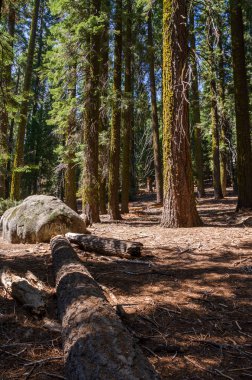 ABD 'nin Kaliforniya' daki Sequoia Ulusal Parkı 'ndaki manzara ve ağaçlar