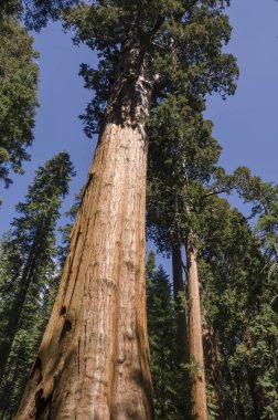 ABD 'nin Kaliforniya' daki Sequoia Ulusal Parkı 'ndaki manzara ve ağaçlar