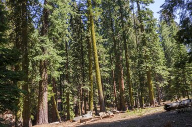 ABD 'nin Kaliforniya' daki Sequoia Ulusal Parkı 'ndaki manzara ve ağaçlar