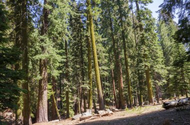 ABD 'nin Kaliforniya' daki Sequoia Ulusal Parkı 'ndaki manzara ve ağaçlar