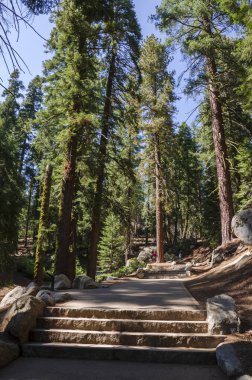 ABD 'nin Kaliforniya' daki Sequoia Ulusal Parkı 'ndaki manzara ve ağaçlar