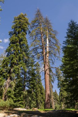 ABD 'nin Kaliforniya' daki Sequoia Ulusal Parkı 'ndaki manzara ve ağaçlar