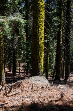 ABD 'nin Kaliforniya' daki Sequoia Ulusal Parkı 'ndaki manzara ve ağaçlar