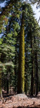 ABD 'nin Kaliforniya' daki Sequoia Ulusal Parkı 'ndaki manzara ve ağaçlar