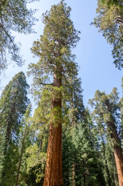 ABD 'nin Kaliforniya' daki Sequoia Ulusal Parkı 'ndaki manzara ve ağaçlar