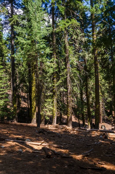 Paysage Arbres Dans Parc National Sequoia Californie Aux États Unis — Photo