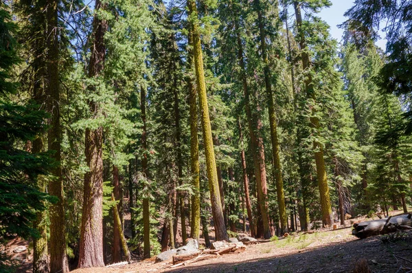 Paisaje Árboles Parque Nacional Sequoia California Estados Unidos América — Foto de Stock