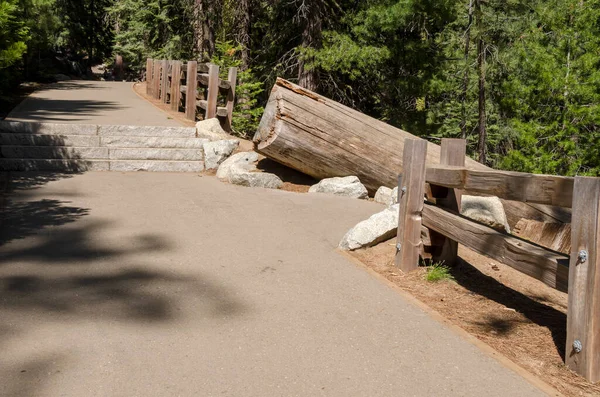 Paysage Arbres Dans Parc National Sequoia Californie Aux États Unis — Photo