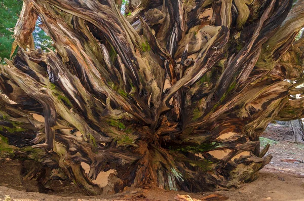Ландшафт Деревья Национальном Парке Секвойя Калифорнии Соединенных Штатах Америки — стоковое фото