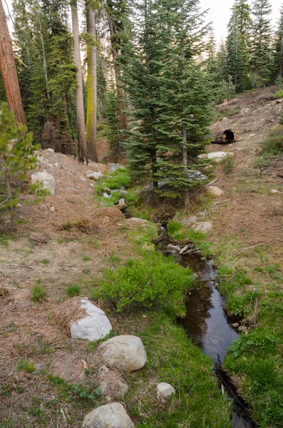 Paysage Arbres Dans Parc National Sequoia Californie Aux États Unis — Photo