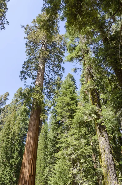 Krajina Stromy Národním Parku Sequoia Kalifornii Spojených Státech Amerických — Stock fotografie