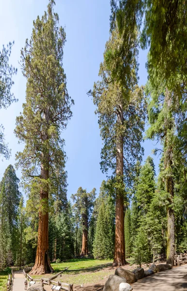 Krajina Stromy Národním Parku Sequoia Kalifornii Spojených Státech Amerických — Stock fotografie