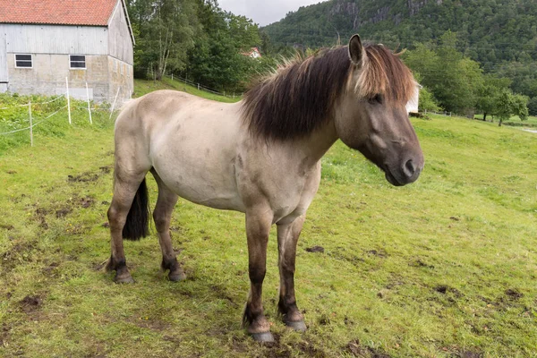 ノルウェーの牧草地にいる家畜羊馬牛 — ストック写真