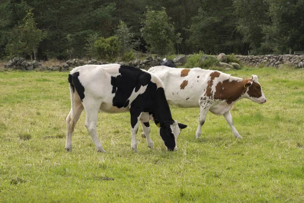 Animales Granja Ovejas Caballos Vacas Los Prados Noruega —  Fotos de Stock