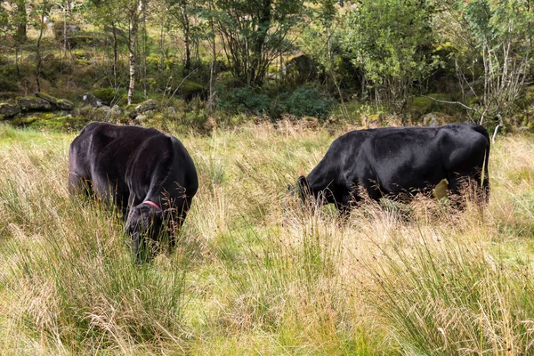 Nutztiere Schafe Pferde Kühe Auf Den Weiden Norwegens — Stockfoto