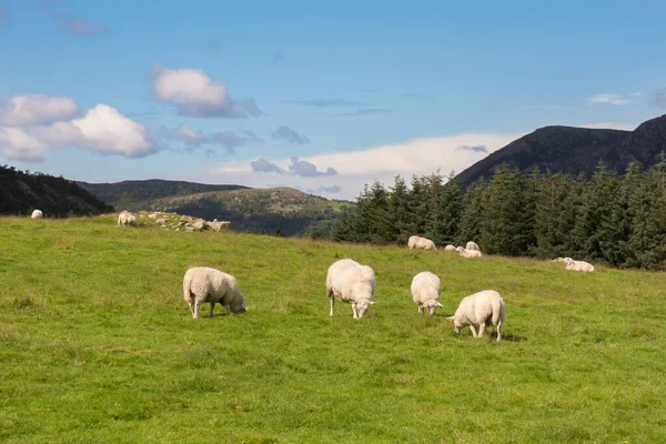 Animales Granja Ovejas Caballos Vacas Los Prados Noruega — Foto de Stock