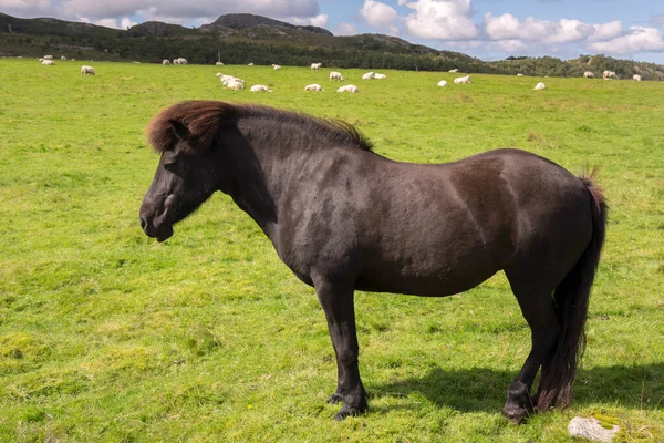 Nutztiere Schafe Pferde Kühe Auf Den Weiden Norwegens — Stockfoto