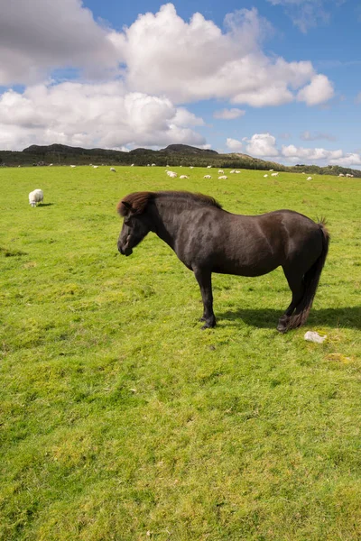 Zwierzęta Gospodarskie Owce Konie Krowy Łąkach Norwegii — Zdjęcie stockowe
