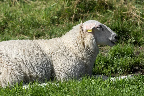 Nutztiere Schafe Pferde Kühe Auf Den Weiden Norwegens — Stockfoto