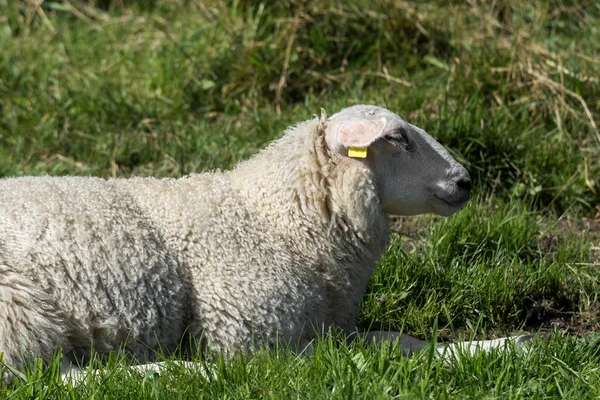 Zwierzęta Gospodarskie Owce Konie Krowy Łąkach Norwegii — Zdjęcie stockowe