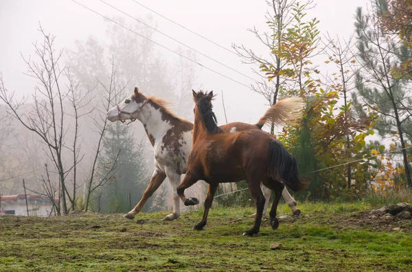 Paardenrennen Het Weitje Ligurië Italië — Stockfoto