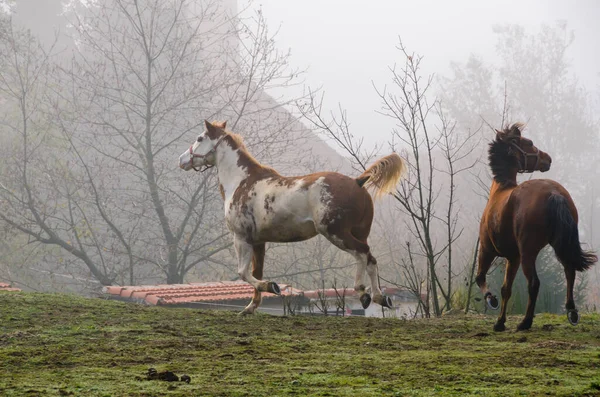 Paardenrennen Het Weitje Ligurië Italië — Stockfoto