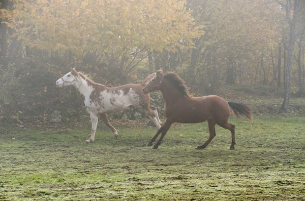 Course Chevaux Sur Prairie Ligurie Italie — Photo