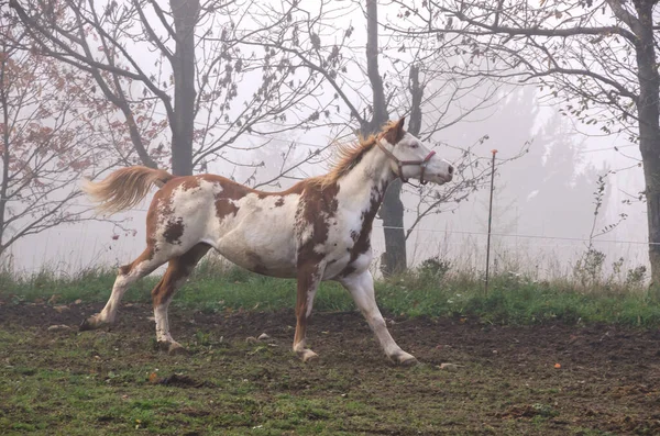 Course Chevaux Sur Prairie Ligurie Italie — Photo