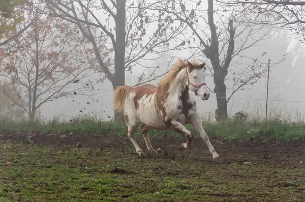 Course Chevaux Sur Prairie Ligurie Italie — Photo