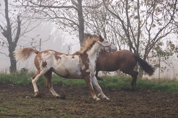 Paardenrennen Het Weitje Ligurië Italië — Stockfoto