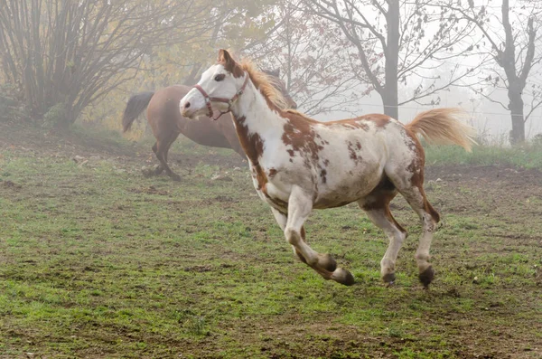 馬はイタリアのリグーリア州の牧草地で走り — ストック写真