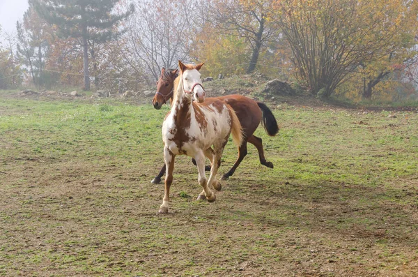 Horse Run Meadow Liguria Italy — Stock Photo, Image