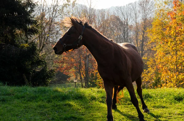 Corsa Cavallo Sul Prato Ligure Italia — Foto Stock