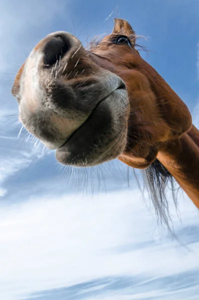 Détails Cheval Dans Ligurie Italie — Photo