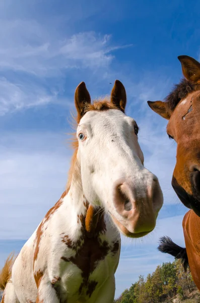 イタリアのリグーリア州の馬の詳細 — ストック写真