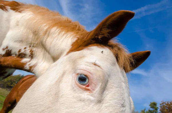 Details Van Een Paard Ligurië Italië — Stockfoto