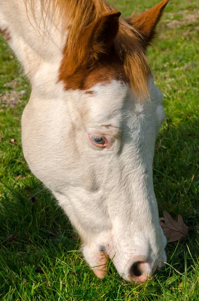 Detalhes Cavalo Ligúria Itália — Fotografia de Stock