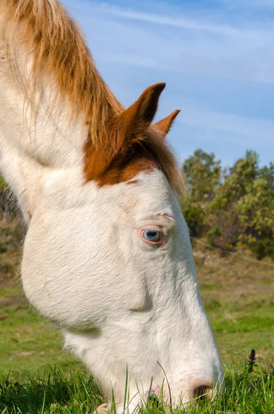 Details Van Een Paard Ligurië Italië — Stockfoto