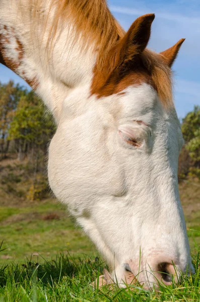 Detalhes Cavalo Ligúria Itália — Fotografia de Stock