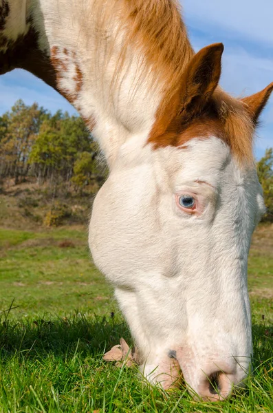 イタリアのリグーリア州の馬の詳細 — ストック写真