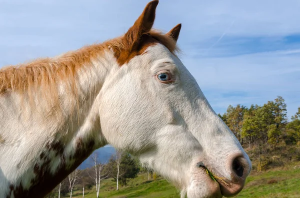 Detalhes Cavalo Ligúria Itália — Fotografia de Stock