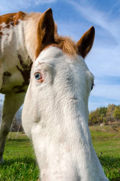 イタリアのリグーリア州の馬の詳細 — ストック写真