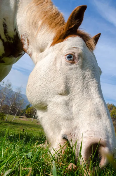 Detalles Caballo Liguria Italia —  Fotos de Stock