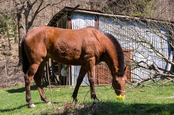 Details Van Een Paard Ligurië Italië — Stockfoto