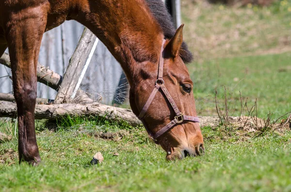 Details Eines Pferdes Ligurien Italien — Stockfoto