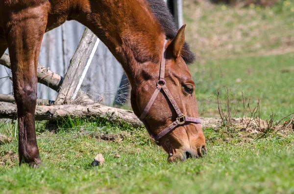 Szczegóły Konia Ligurii Włoszech — Zdjęcie stockowe