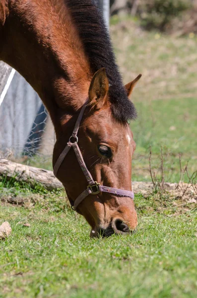 Details Eines Pferdes Ligurien Italien — Stockfoto