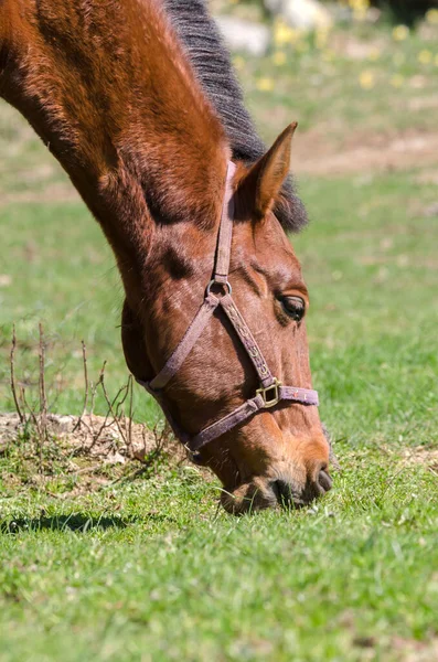 Detalhes Cavalo Ligúria Itália — Fotografia de Stock