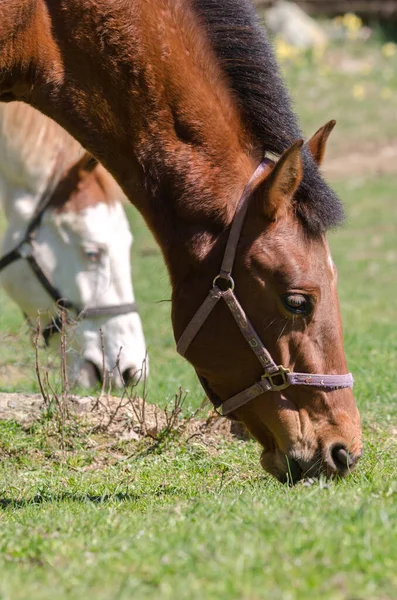 Détails Cheval Dans Ligurie Italie — Photo