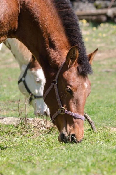 Details Horse Liguria Italy — Stock Photo, Image